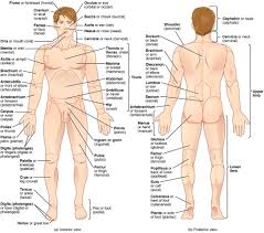 Regions Of Human Body Anatomical Terminology Wikipedia