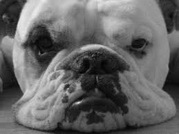 The english bulldog is loyal, affectionate, and courageous. Olde English Bulldogge Information And Facts Is This Dog Breed Right For You Pethelpful By Fellow Animal Lovers And Experts