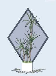 Commonly called a dragon tree, and sometimes a madagascar dragon tree, the dracaena marginata is a great houseplant, and very easy to grow. How To Care For And Grow Your Dragon Tree Plant Care Tips And More La Residence