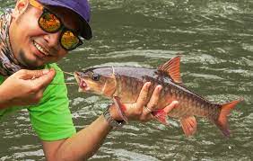 Perjalanan dari kuala lumpur ke kuala tahan memakan masa 3 jam lebih. Sungai Keniam Lubuk Ikan Sungai Pergunungan Umpan