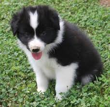 Black Australian Shepherd Puppy Black Bi Colored Australian Shepherd Puppy Hunde