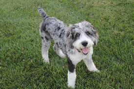 Black And White Aussiedoodle Full Grown Customer Feed Back Doodle Dog Breeds Aussiedoodle Cuddly Animals