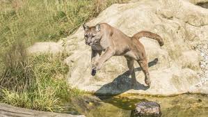 Heute ist der bestand stark ausgedünnt und auf von menschen schwach besiedelte gebiete reduziert. Puma Aktuelle Themen Nachrichten Bilder Stuttgarter Zeitung