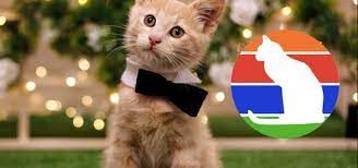 The sunshine kitty catfe offers a place to relax from the stress of 2020 and play with more than a dozen cats that are all up for adoption. Sunshine Kitty Catfe Pounces Onto 1st Avenue South This Fall St Pete Rising