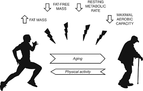 Image result for Body Composition Changes with Aging