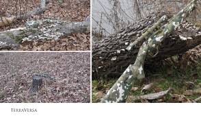 Terrain Phantom Camouflage Stencil Mylar Stencil Terra Versa Color Scheme Blends Into A Variety Of Terrain But Especially So Aga Tree Trunks Saplings Outdoor