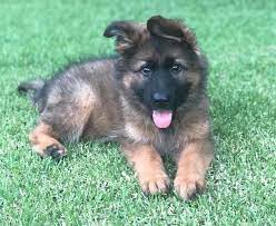 Maltipoo puppies for sale (dogs & puppies) maltipoo puppies for sale whatsapp….+1 (530)7468438 we have male and female maltipoo puppies for sale for adoption with all paperwork done and have good health condition. German Shepherd Puppies From Ankc Registered Breeders Australia Home Facebook