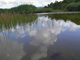 The lakeshores are inhabited by the jakun branch of the orang asli. Lake Chini The Thrifty Traveller