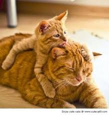 Patient Mama Cute Cat 9 Appreciated Like Nice Wicker Patio Furniture Good Company Cats Cute Cats Cute Animals