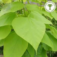 The dense clusters of white flowers, which resemble orchids, are one of the catalpa tree's most attractive features. Catalpa Bignonioides Aurea Buy Golden Indian Bean Trees