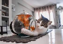 Cats And Seafood Can Cats Eat Tuna Salmon Or Sardines