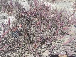 Image result for Halosarcia indica