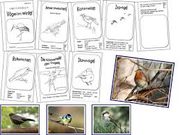Werkstatt Tiere Im Winter Kooperatives Lernen Ab Kl 1 Kooperatives Lernen Vogel Im Winter Unterrichtsmaterial Grundschule