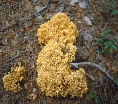 Image result for Cavacoa aurea