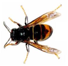 images?q=tbn:ANd9GcRx9awi7wJ5yWOZm3vmCiYWaWsv4uca1sY5Mw&usqp=CAU - Destruction des nids de frelons, guêpes, ALLO FRELONS