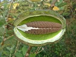 Image result for Calotropis gigantea