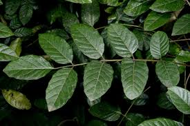 Image result for Sorindeia juglandifolia