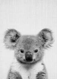 Print 67 Par Lila X Lola Koala Photo En Noir Et Blanc Animaux Noir Blanc Koalas Artpourenfants Dessin Koala Photo En Noir Animaux Noir Et Blanc
