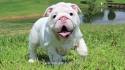 White Bulldog Puppies for Sale - DogsNow