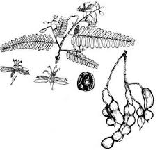 「allintext:"powered by phpbb" ~fidji parfum」的圖片搜尋結果