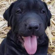 Star pets peru, lima, peru. All Starr Pets Home Facebook