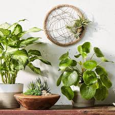 Find tropical plants at lowe's today. 7 Underrated Places To Buy Houseplants Online Huffpost Life
