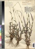 Image result for Perotis patens