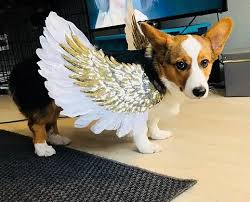 The greatest halloween costume idea ever was one related in this story from mefite np312. 14 Halloween Costume Ideas For Corgis Petpress