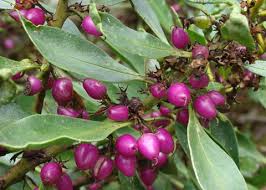 Image result for Myoporum laetum