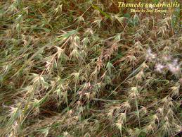 Image result for Themeda