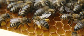 Latest news 【preview】bee network plans for q1 feb 23,2022 … En Homepage Bee Research Institute