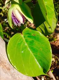 Image result for Passiflora ligularis
