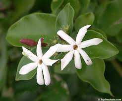 Image result for Jasminum dichotomum