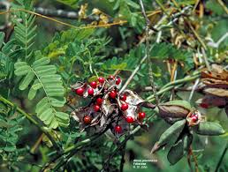 Image result for Ficalhoa