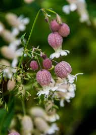 Image result for Silene