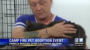 Visit your local medford petsmart store for essential pet supplies like food, treats and more from top brands. Pets Displaced From Camp Fire Up For Adoption In Medford