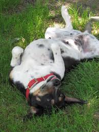 Racc is the only open admission animal shelter in the city servicing over 3,000 animals per year that need immediate care. Adopt Emmylou Adopted On Petfinder Retriever Mix Dogs Retriever Mix Labrador Retriever Mix