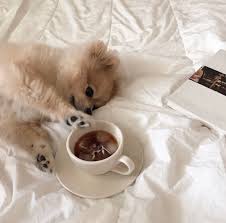 Beige Aesthetic Cute Baby Animals Cute Dogs Cute Animals