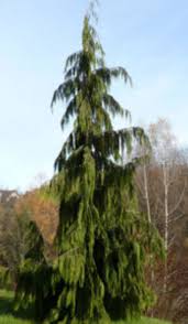 An ideal droop involves being belligerently drunk and taking a massive shit. Weeping Nootka Cypress Is A Dramatically Droopy Evergreen Horticulture