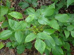 Identification of Poison Ivy is Key in Preventing Exposures