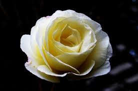They are related to chastity and perfection and are used by brides and virgins to convey modesty, beauty and innocence. White Rose Flowers Images Free Stock Photos Download 16 811 Free Stock Photos For Commercial Use Format Hd High Resolution Jpg Images