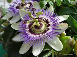 Passion Flower Passion Fruit Flower Passion Vine Fruit Flowers
