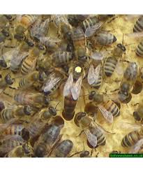 Selected queen bees for sale, naturally mated or artificially inseminated. Buckfast Queen 2021 Next Day Postage When Ordered Before 8am