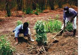 Image result for Diospyros mweroensis