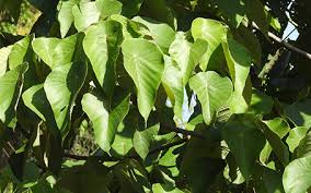 Image result for Macaranga mellifera