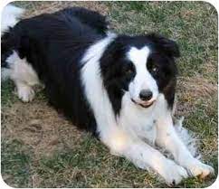 Border collie mix dog for adoption near fort collins, colorado, usa. Denver Co Border Collie Meet Jonah A Pet For Adoption