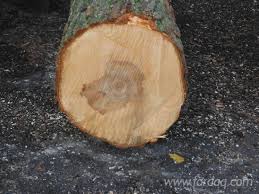 All are straight and at least 44 wide at 5 feet tall. Black Walnut Oak Hard Maple Saw Logs 25 Cm