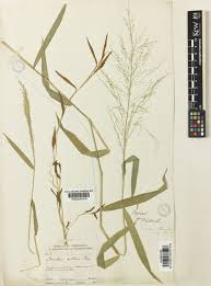 Image result for Isachne buettneri