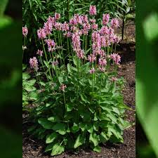 Image result for Stachys