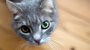 Examiner la gueule de votre chat. Comment Nettoyer Les Yeux Qui Coulent De Mon Chat Purina